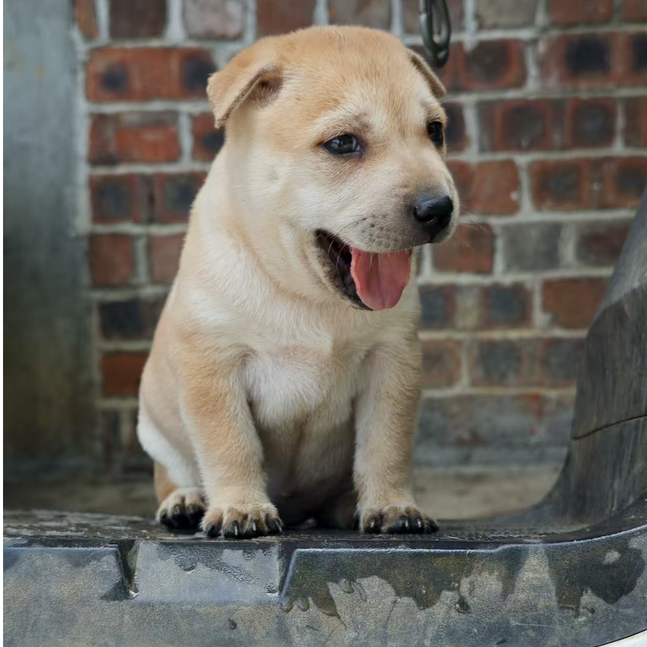 广西阿彬 田园实战猎犬 陪伴犬