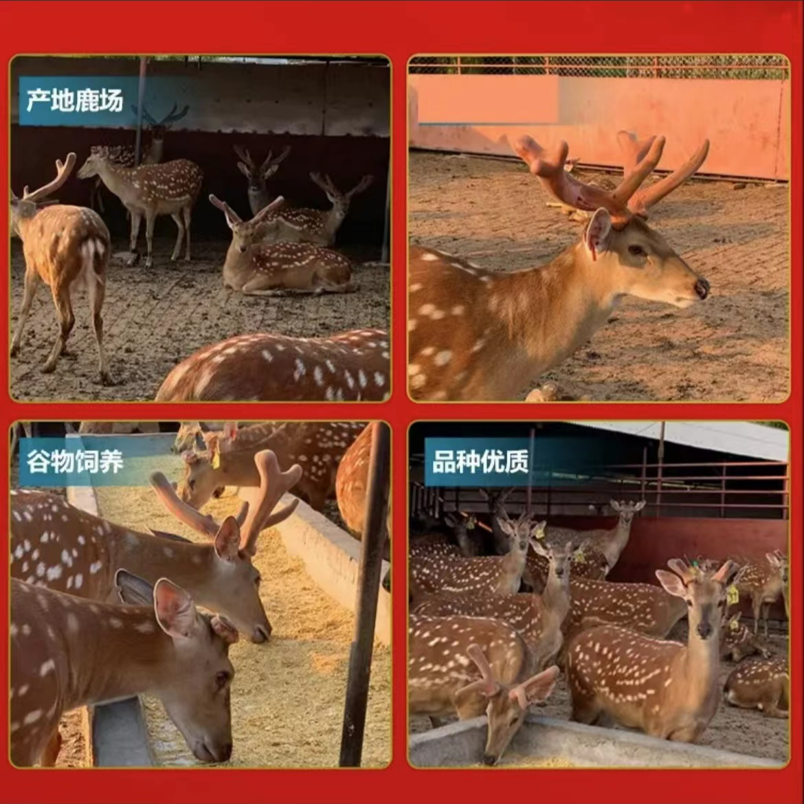 双阳鹿乡 鹿产品 以实物为准