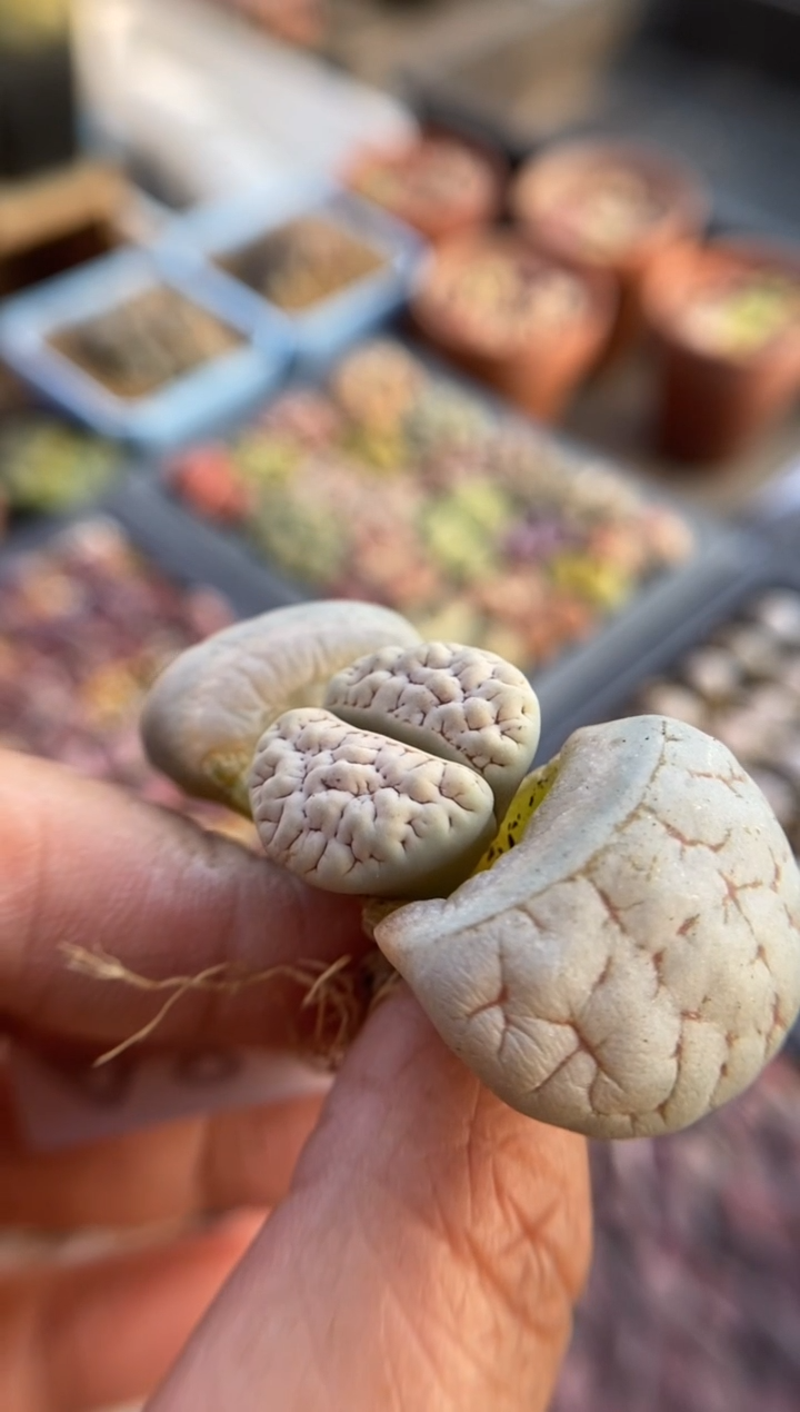 【闪购商品】8628直播一物一拍