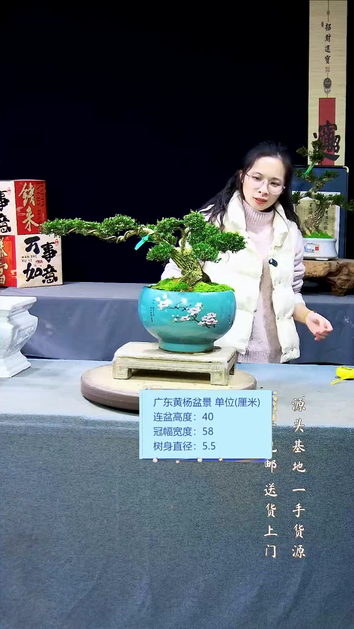 【闪购商品】雀舌黄杨盆景雀舌黄杨盆景