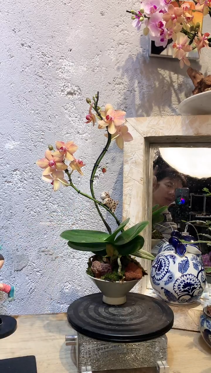 大部分花苞少量开放21蝴蝶兰一物一拍