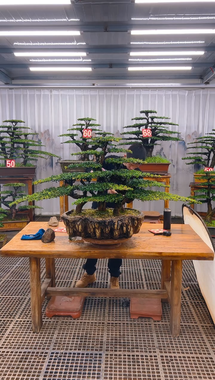 【闪购商品】紫砂精品盆景直播间一物一拍