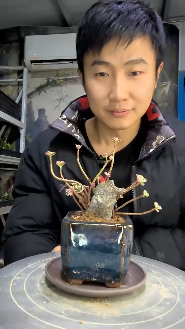 兔*贝中青园艺一物一拍花499