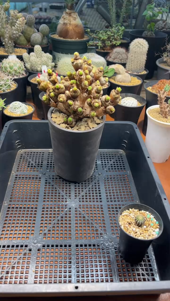?*?红苹果专拍大号兔子带土团