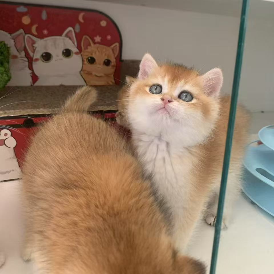 （晓晓家的猫）猫猫活体