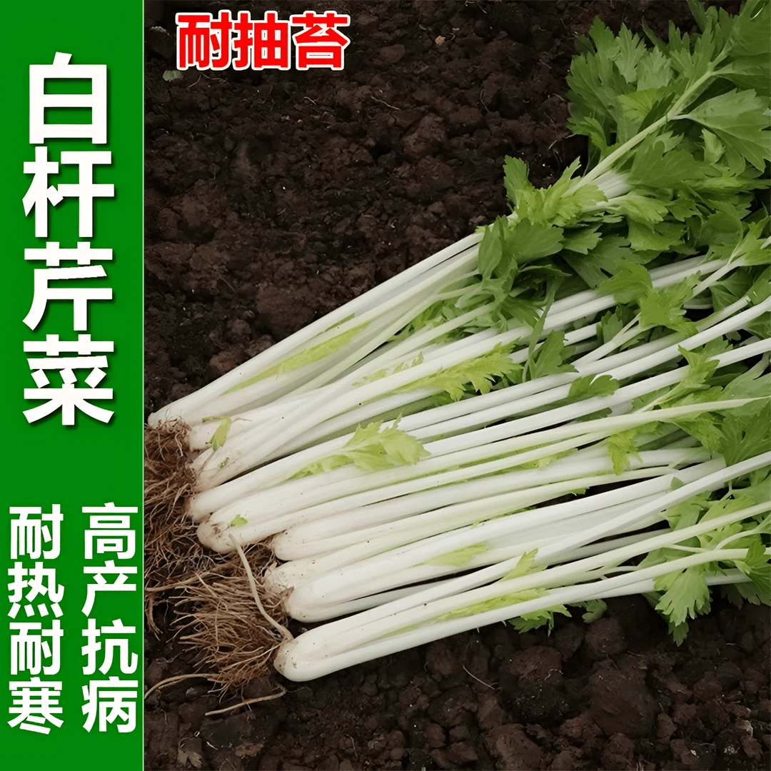 【全店满5包包邮】四季栽培白香芹种南方芹菜种籽脆嫩香白芹籽白