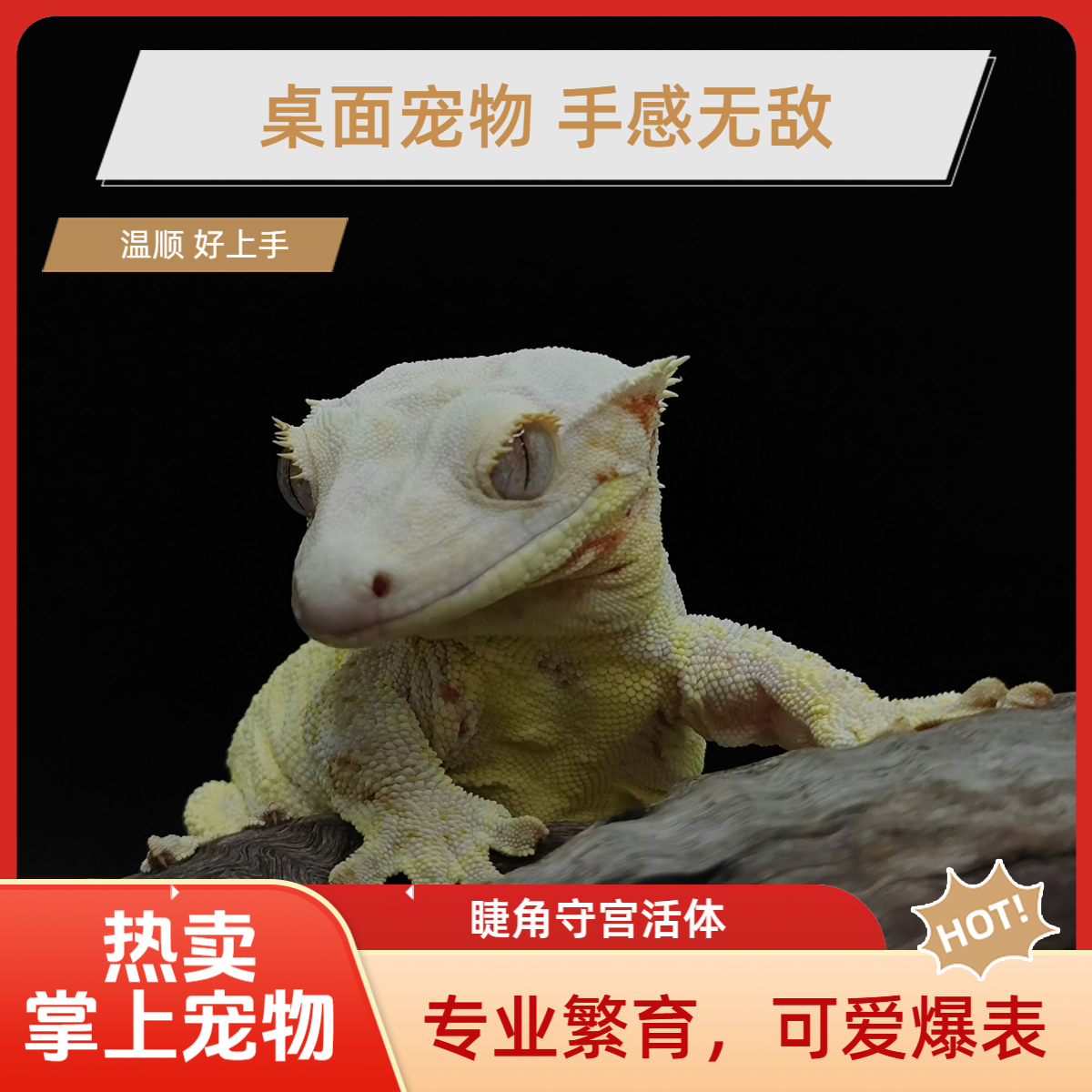 睫角守宫新手萌宠爬宠活体掌上宠物（千元下）