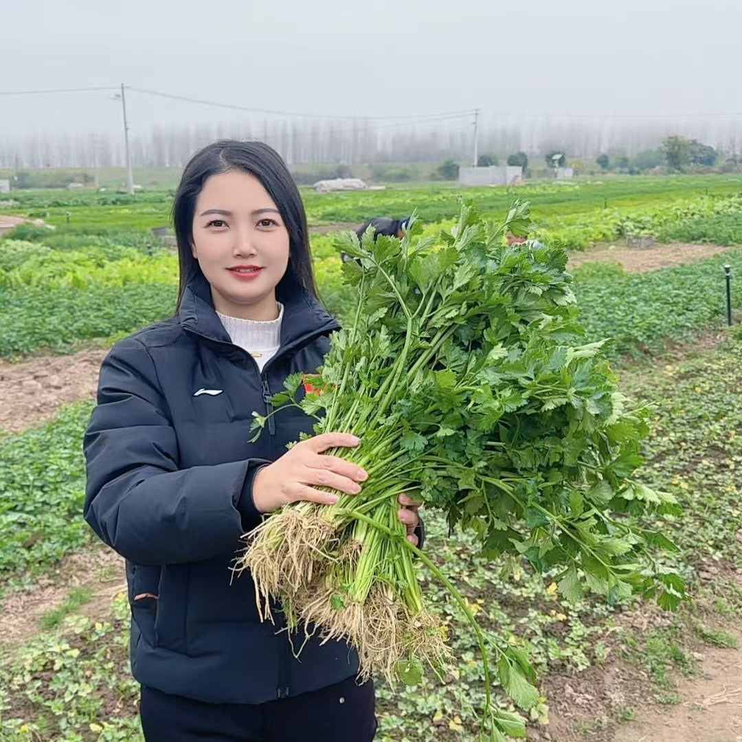 正宗松滋老城芹菜香菜涮火锅凉拌现挖现发核心产区鲜脆甜