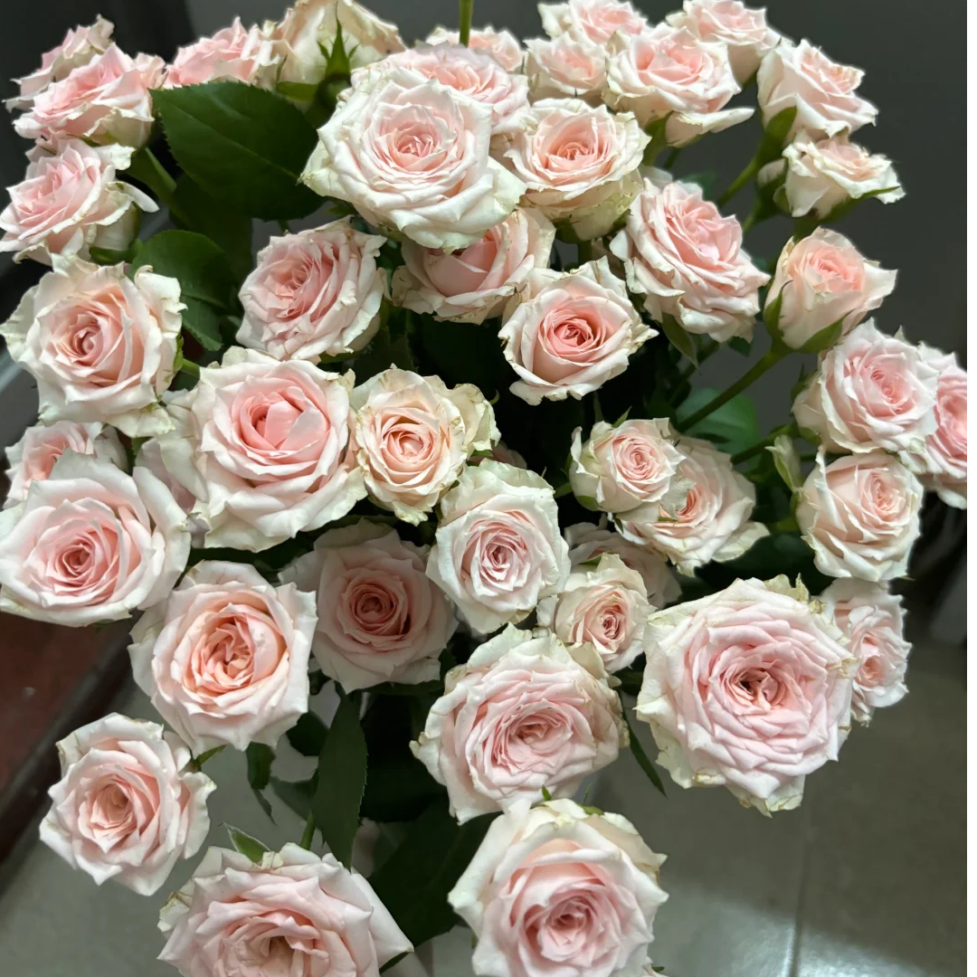 【星悦宝贝泡泡10支】稀有小众粉色多头云南玫瑰 全店任意两件包邮