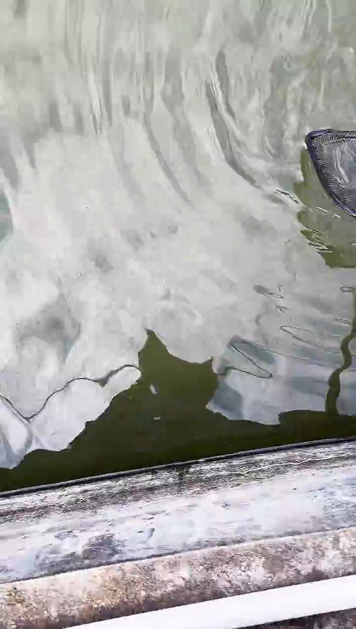 金鱼大*宝水娃娃观赏鱼兰寿金鱼  不包邮