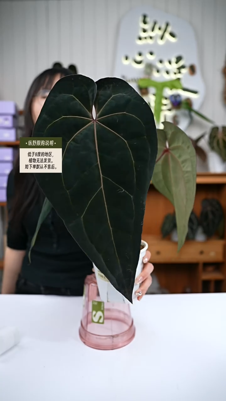 完全开放Y83黑帅杂