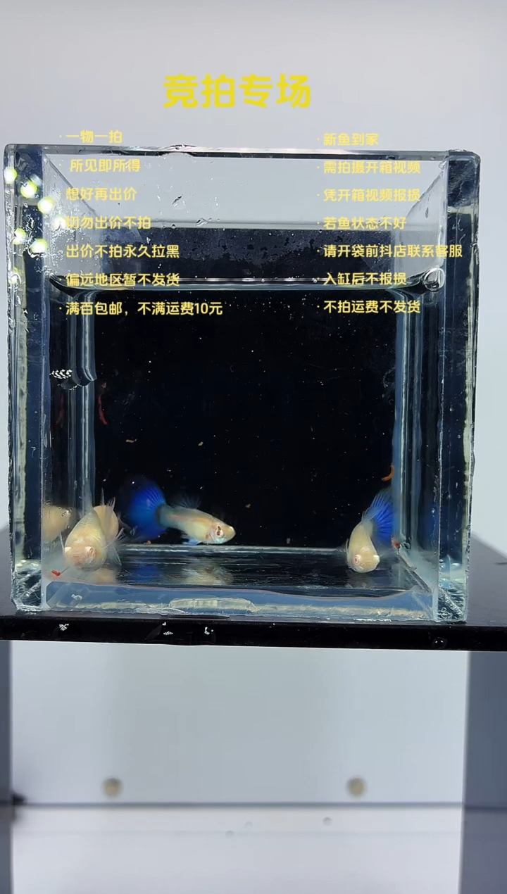 孔雀鱼超白蓝尾两对-76