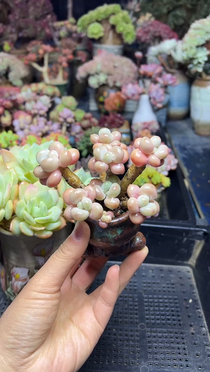 大*钟971               不带盆