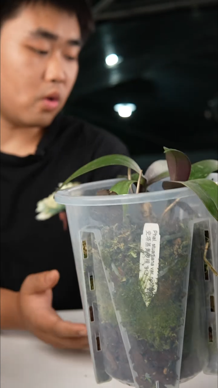 当前无花朵，栽培后可花朵万赞福利  双苗史塔基915 