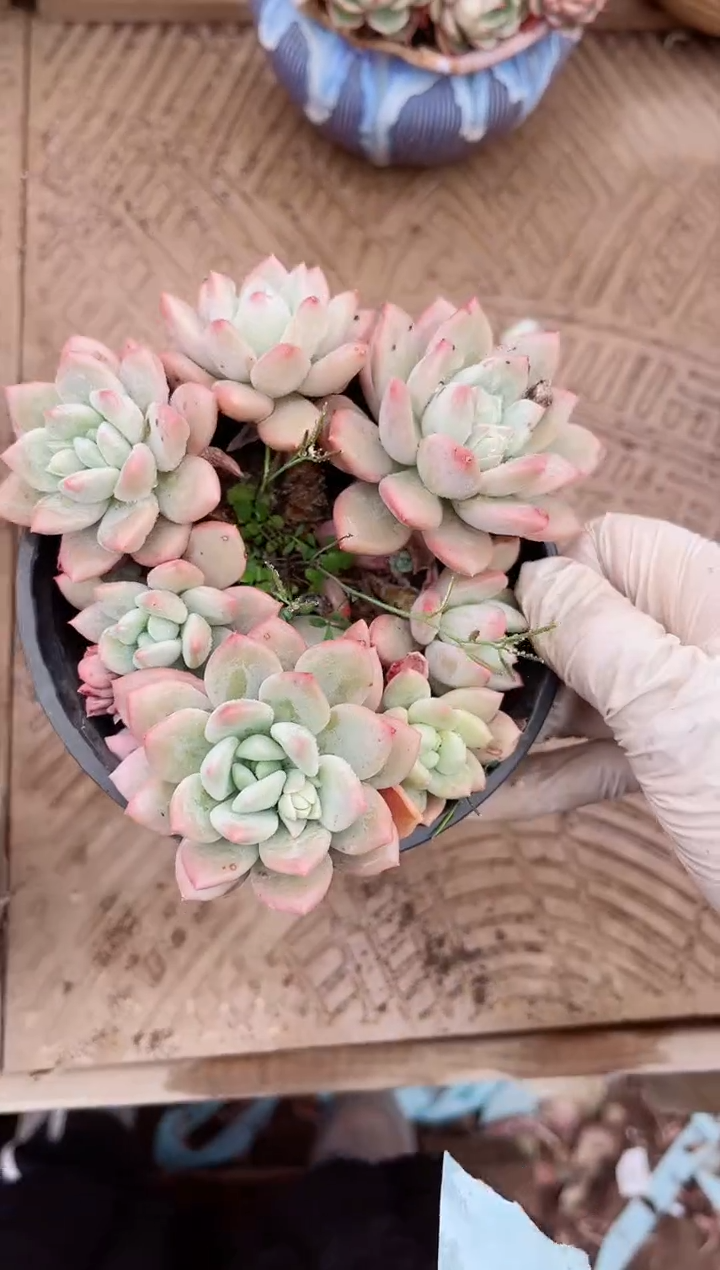 【闪购商品】03539