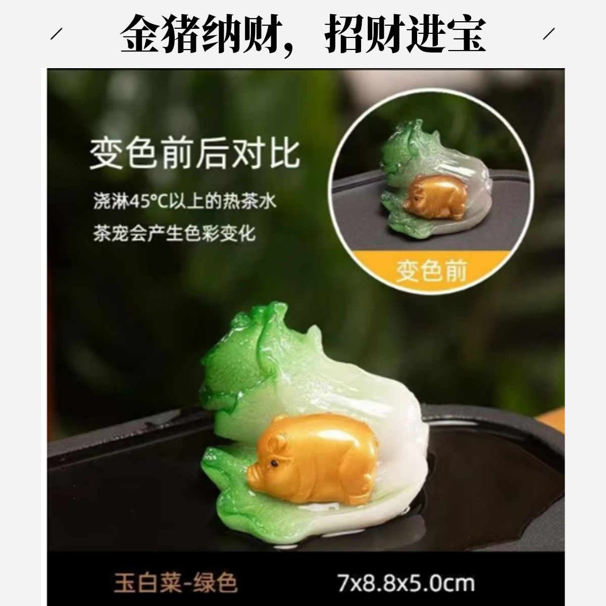 高端白菜金猪茶宠