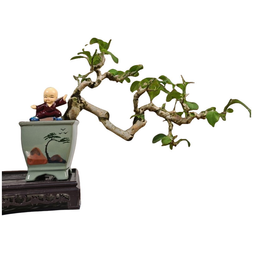 【一物一拍】精品三角梅老桩盆景四季勤花适合观赏直播庭院网红植物
