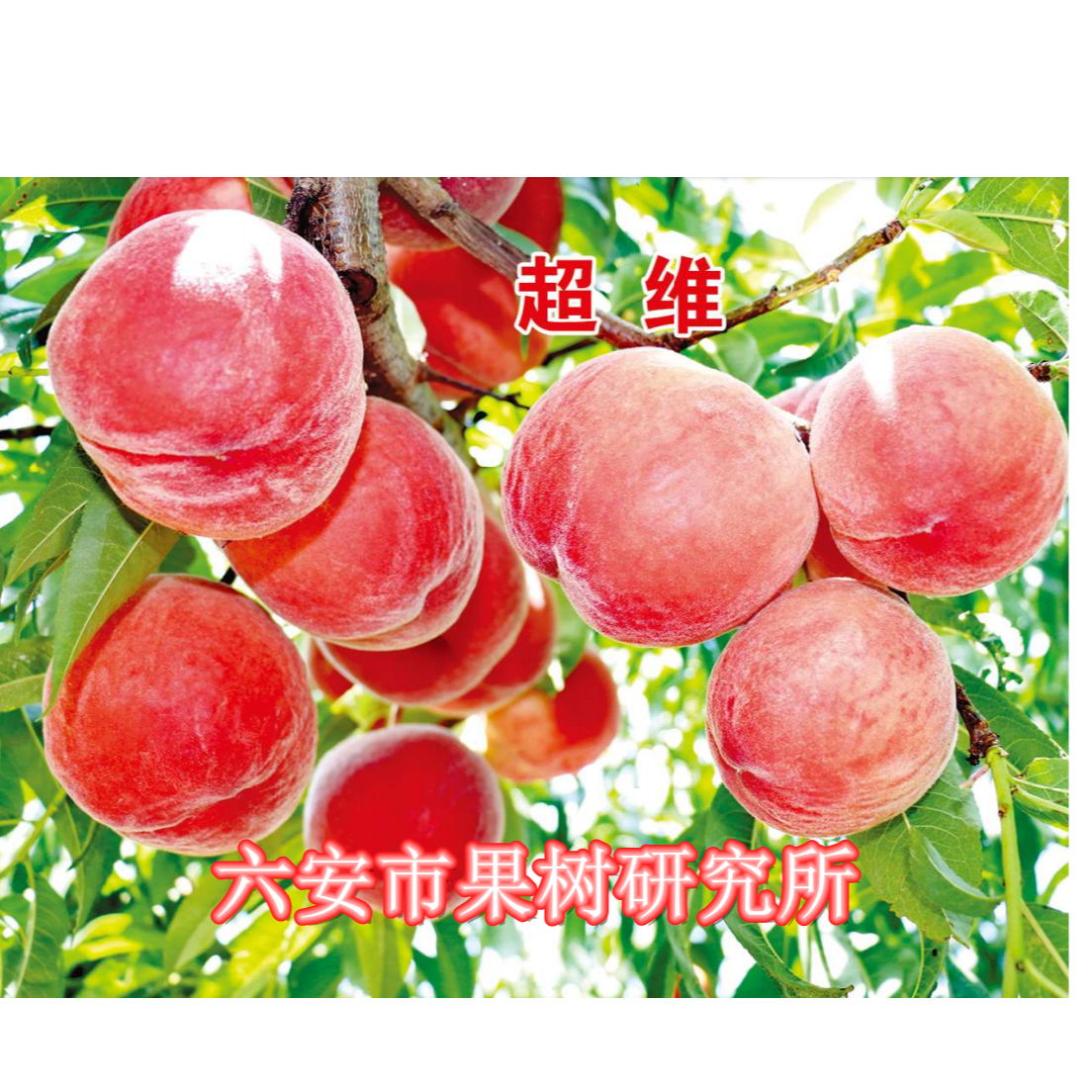 超维桃种苗，早熟硬脆，落叶起苗12月发苗
