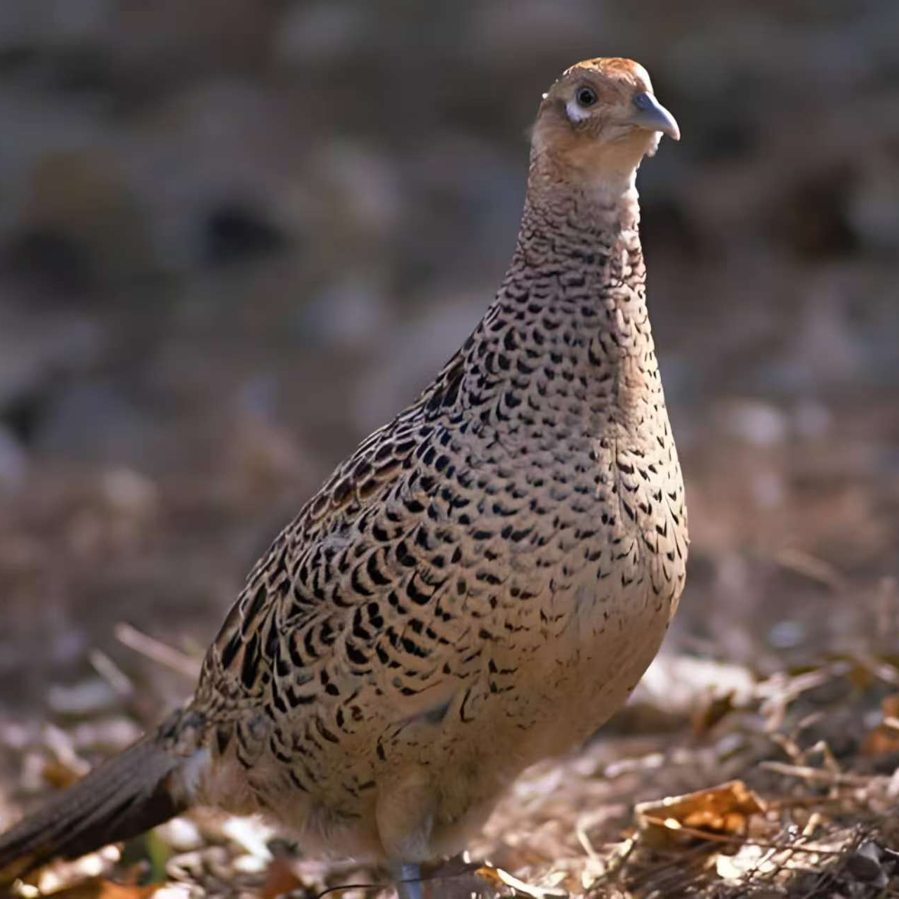 山鸡蛋农村散养新鲜坏了包赔包邮