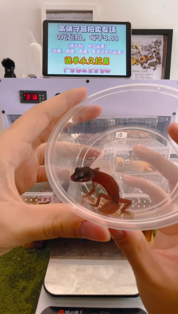 豹纹守宫可爱好看帅气守宫可人