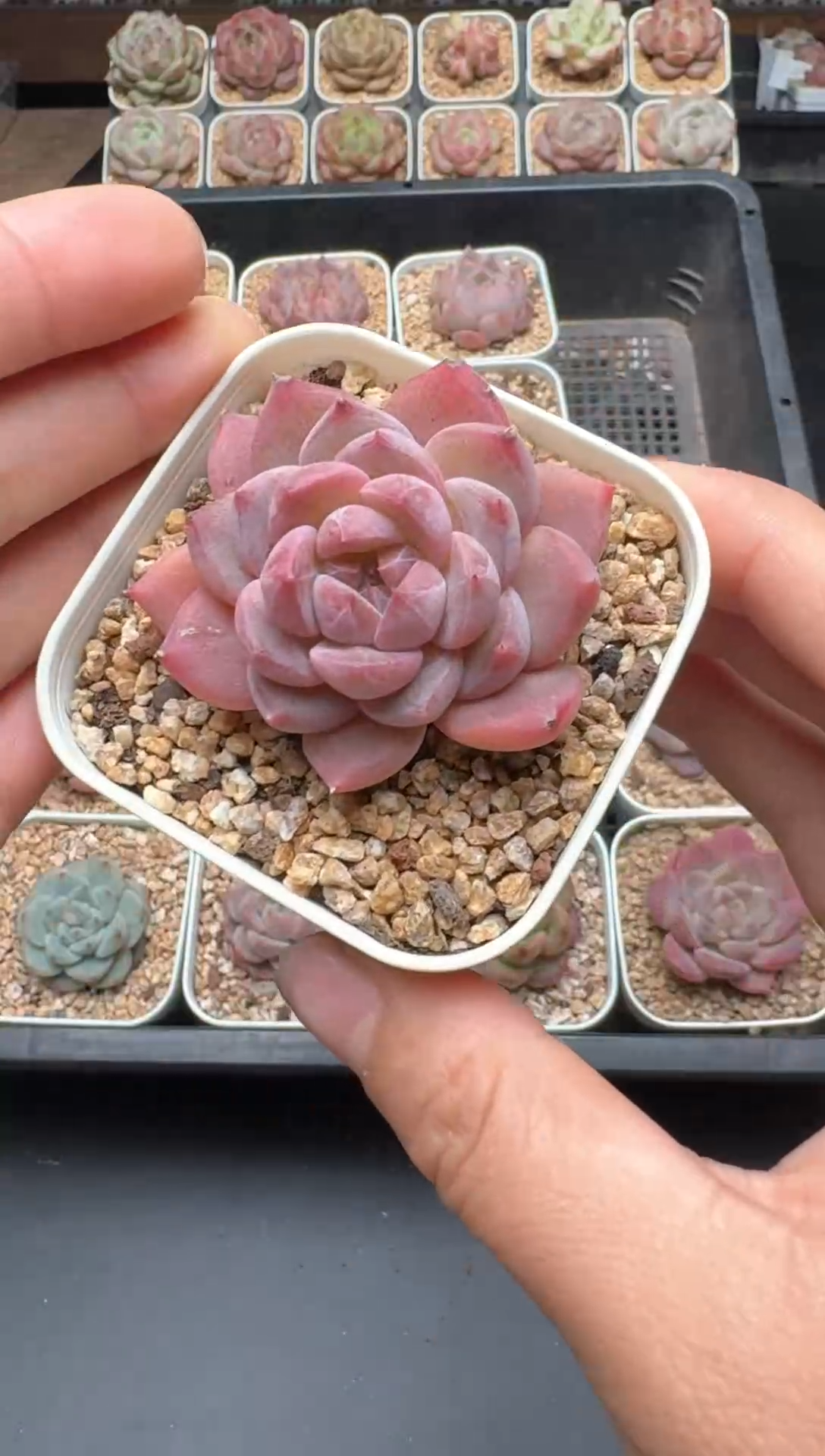 【闪购商品】373A号一物一拍多肉花卉植物拍3颗起发