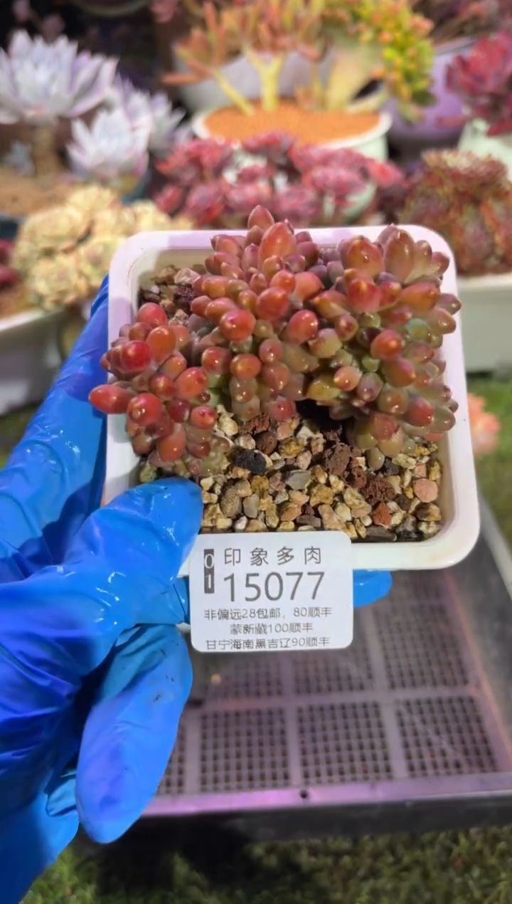 【闪购商品】15077