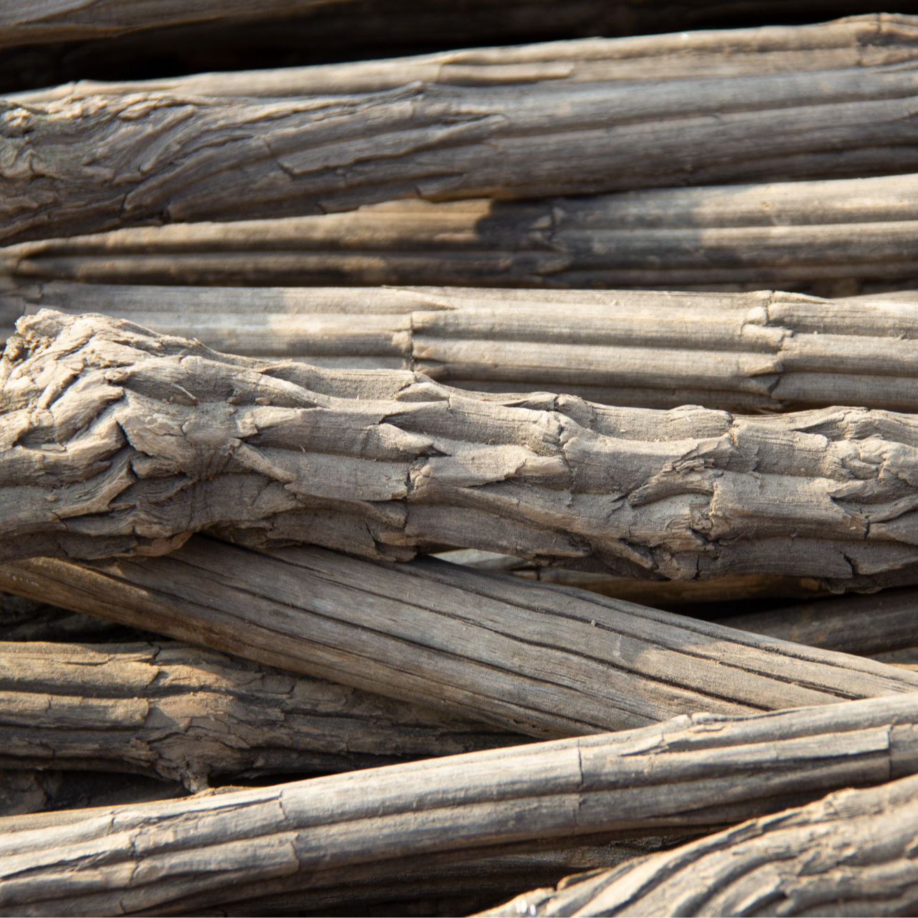 六道木降龙木拐棍儿登山杖登山棍棍子拐杖手杖仙人杖六道降龙木
