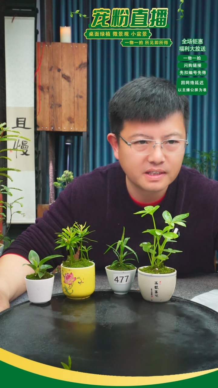 无花朵奈**哥苔藓微景观477号