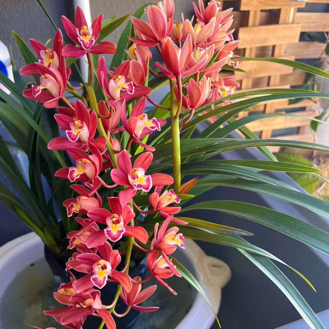 【红宝石】大花蕙兰5枝花剑起发桌面款栽种好带花苞发货