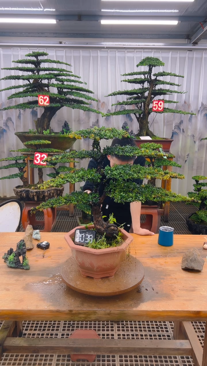 无花朵精品盆景直播间一物一拍