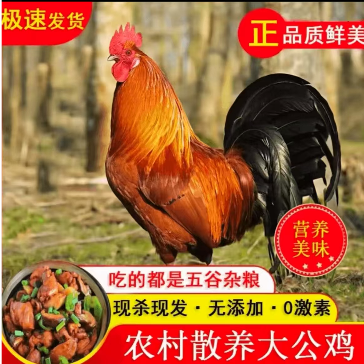 净重10斤-11斤【买2只送1只】散养公鸡3只杀完无内脏 包冰率不含冰