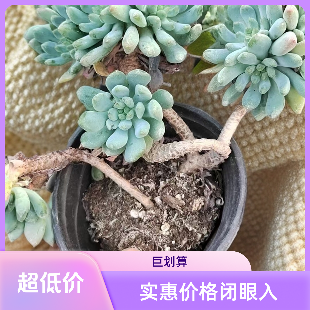 蓝苹果多肉植物盆栽品种好养适合办公室阳台