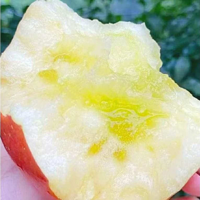 四川阿坝州高原川西糖心苹果高原苹果小金苹果苹果孕妇老人水果