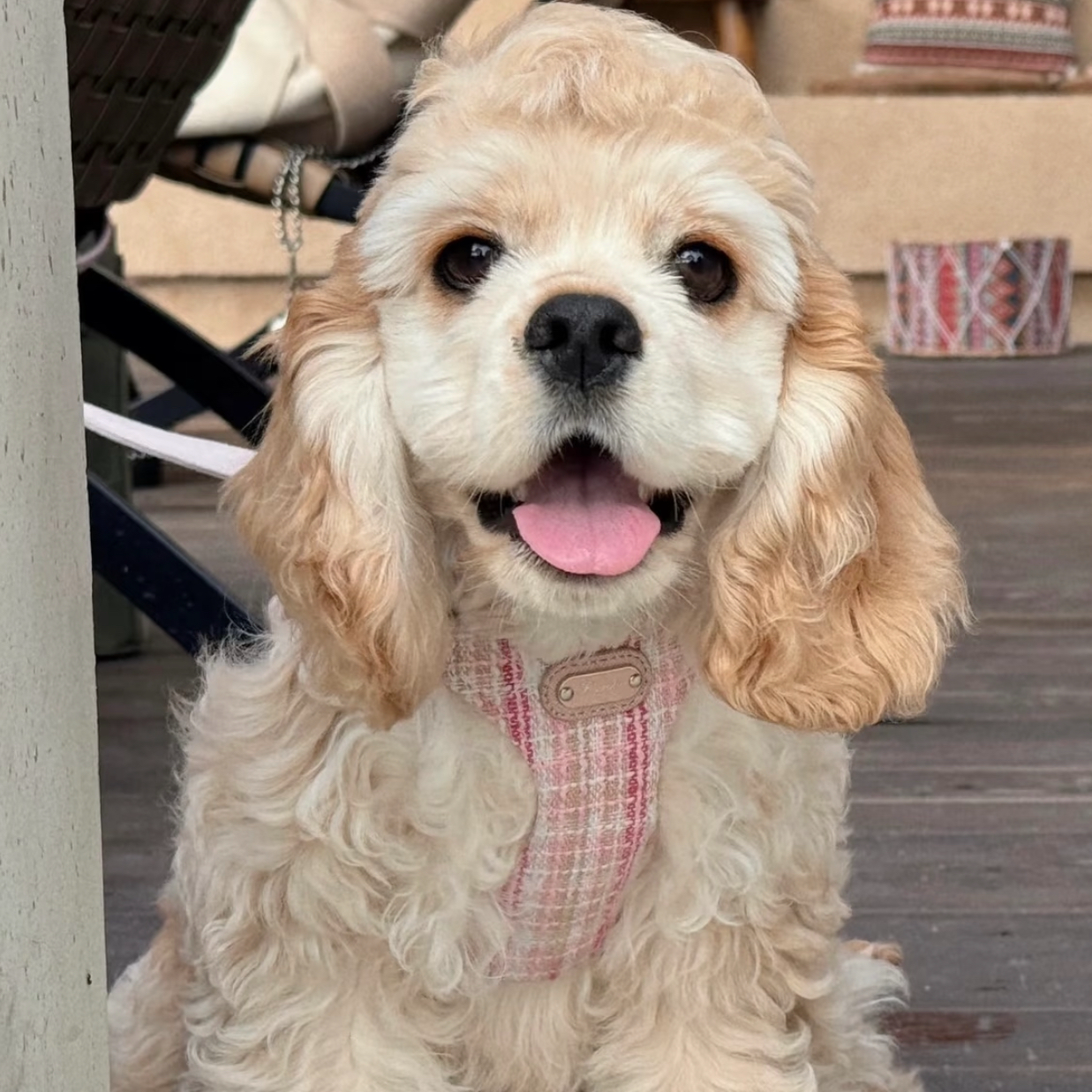 豫宠美卡犬业可卡犬麦色美卡犬活体奶白色美卡幼犬迪士尼小狗出售