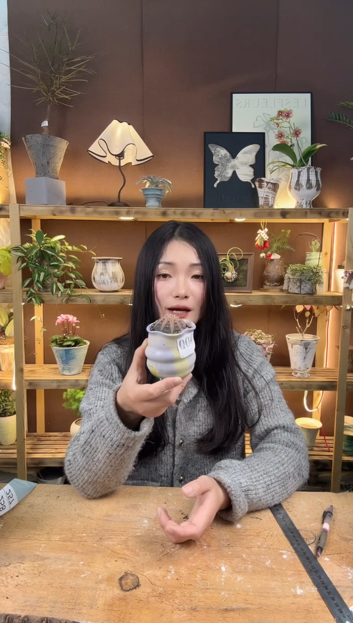 无花朵拉根锦加盆一套