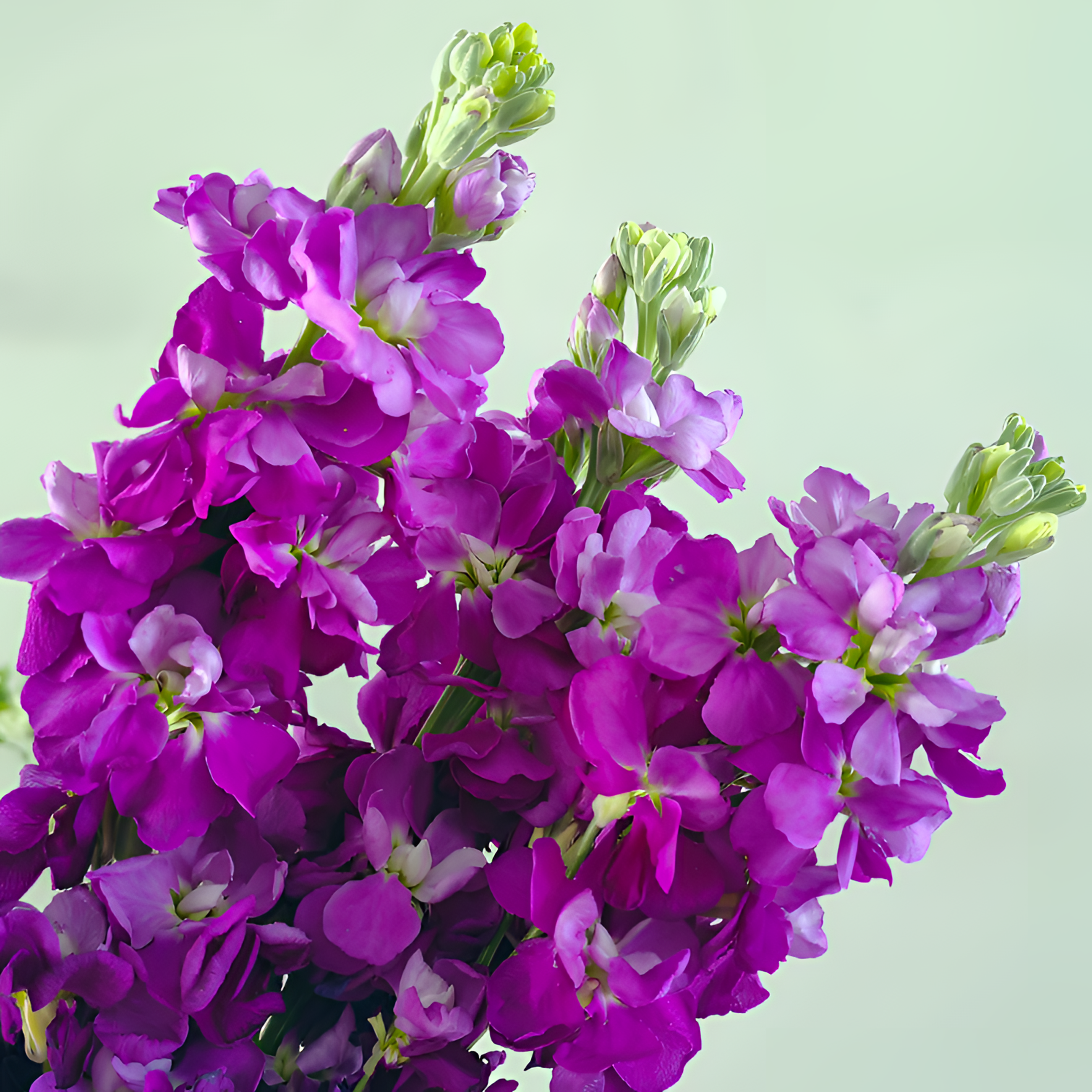 【银座鲜花】紫罗兰 深紫配花原装整扎10支每扎-全店任选满59.9顺丰包邮鲜切花家居花生活鲜花