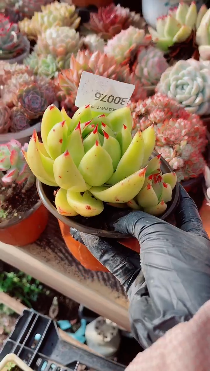 魔**贝跃跃精品多肉30076