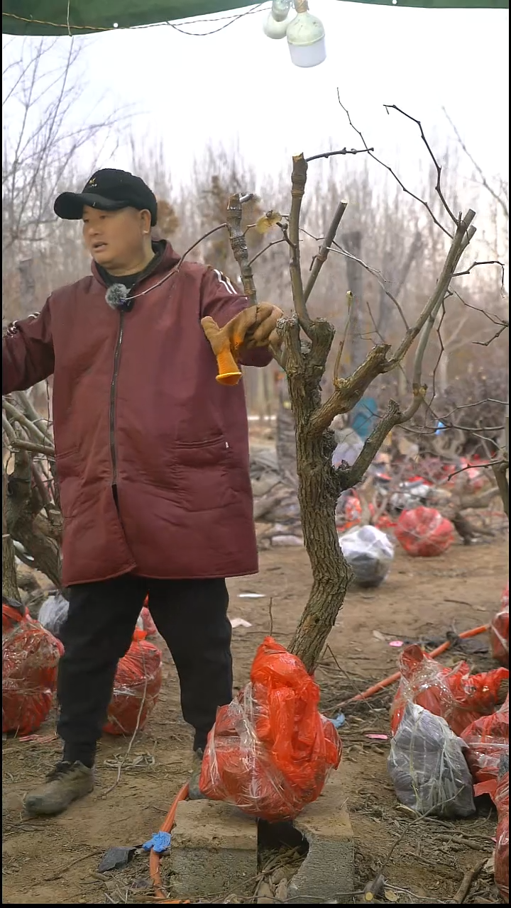 完全开放枣树560