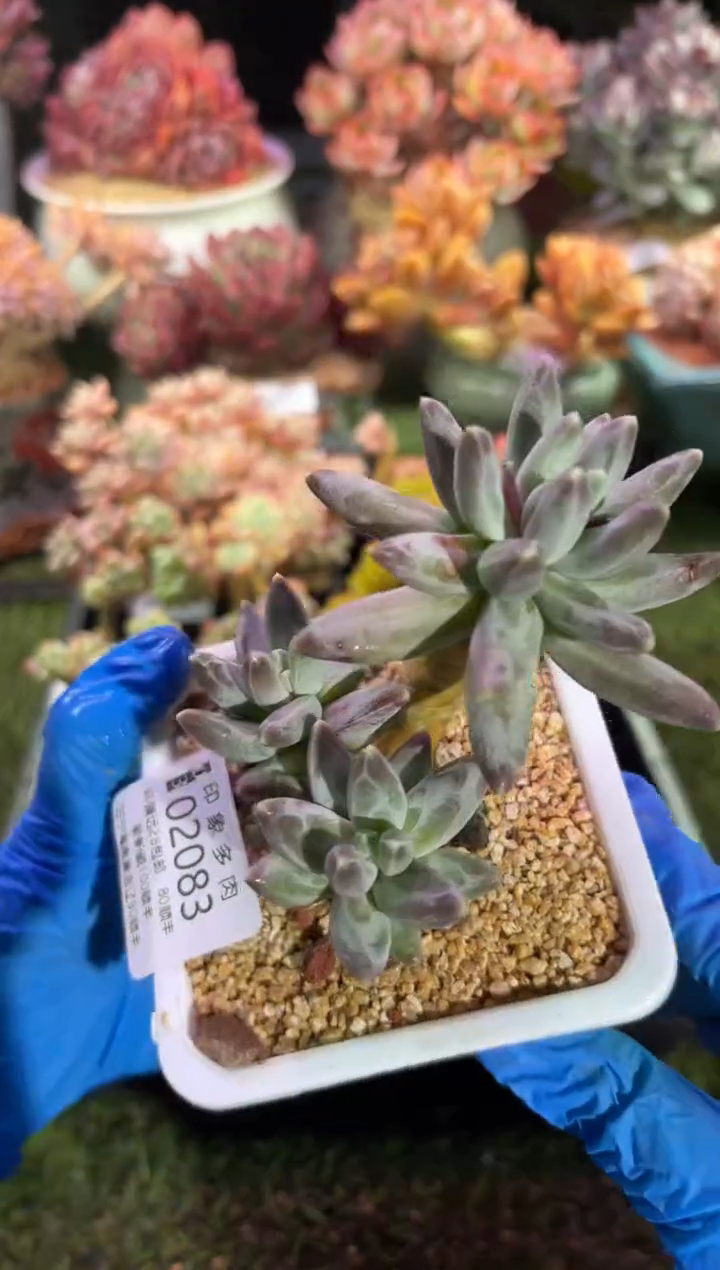 【闪购商品】02083