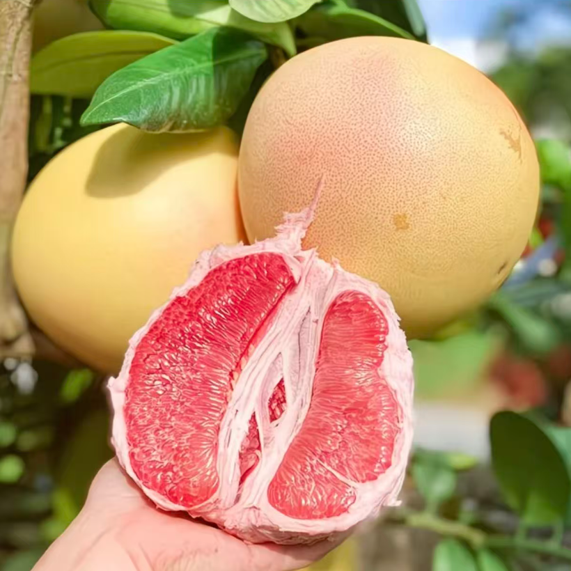 福建琯溪三红蜜柚红心柚新鲜水果 酸甜可口 现摘现发 孕妈妈水果A