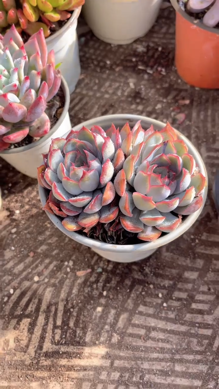 大****姐跃跃精品多肉05013