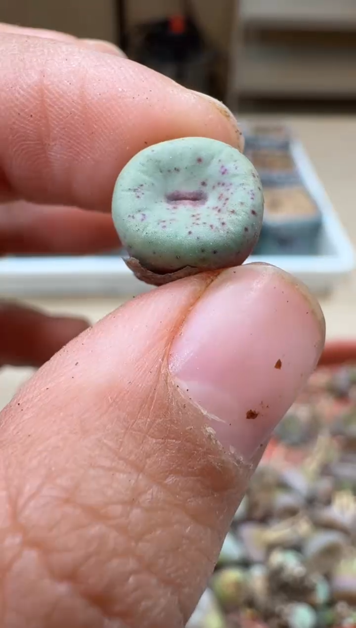 多肉植物肉锥2-236