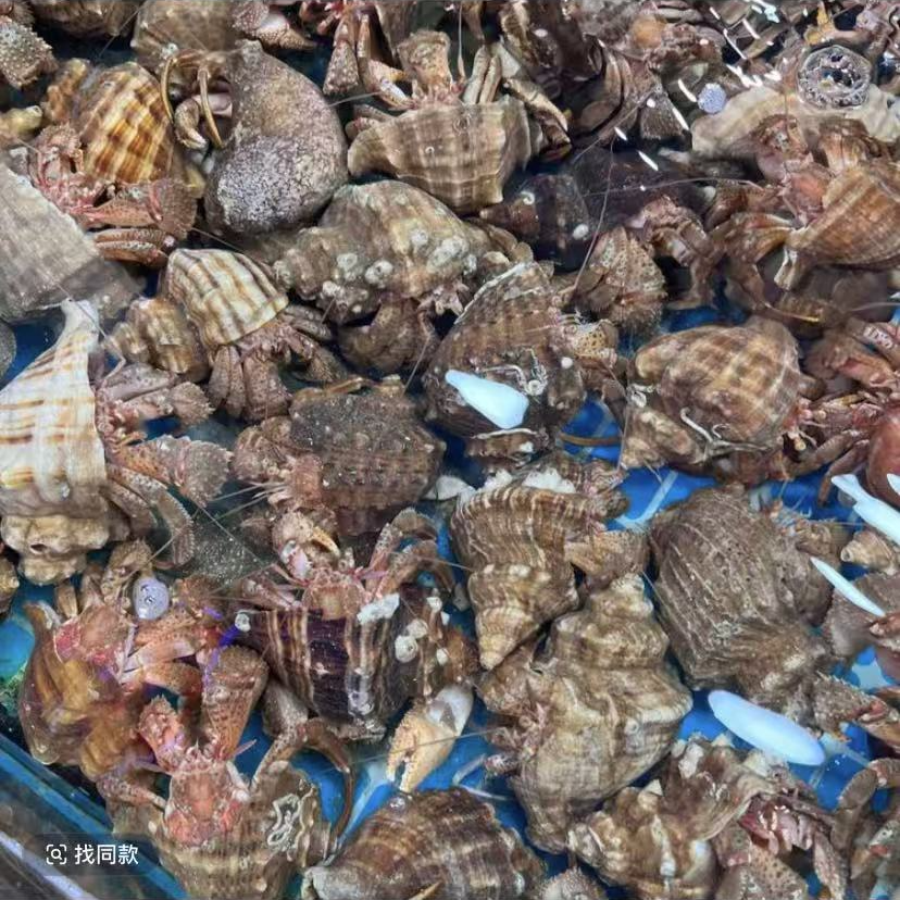 野生虾怪 3斤（盒）【保鲜保肥】