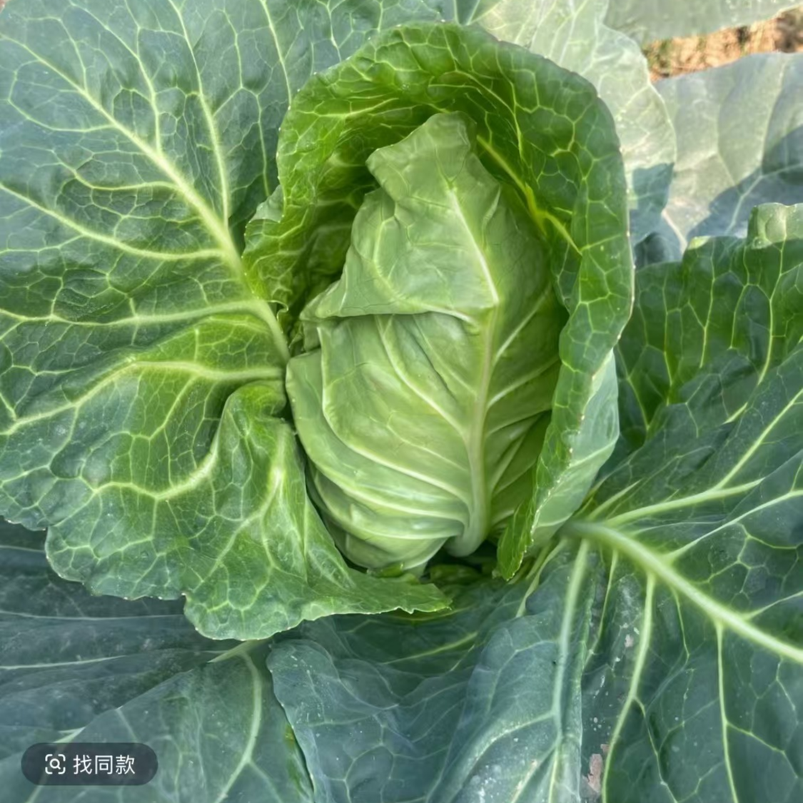 八卦洲本土包菜牛心包现采现摘5斤装绿色蔬菜