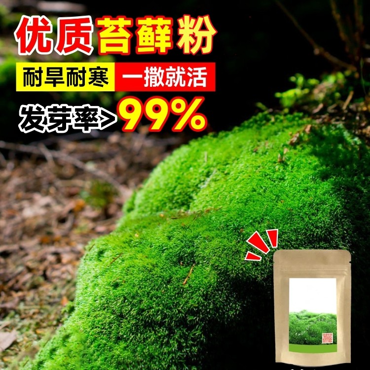 上水石吸水石盆景盆栽青苔苔藓袍子粉微景观鲜活植物铺面栽培石头
