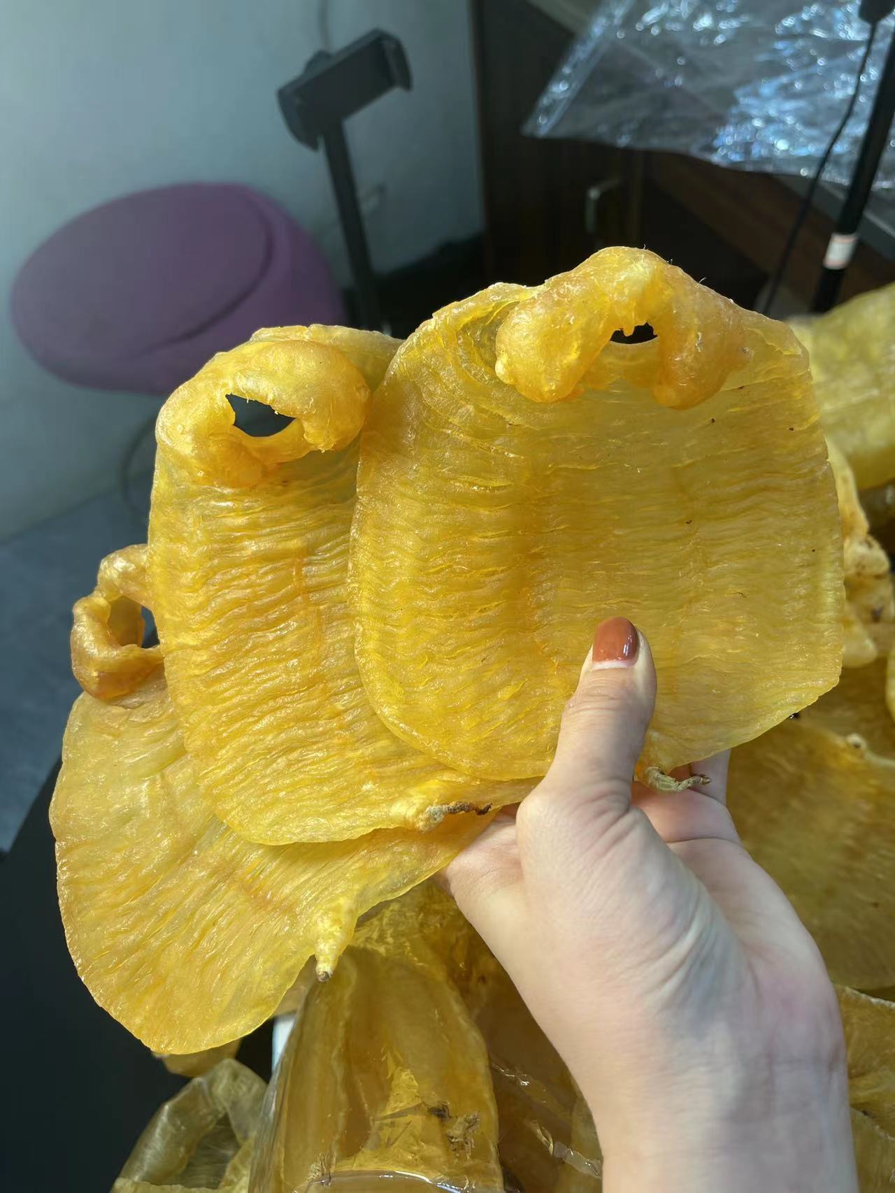 广东湛江赤嘴母鱼胶1-509g