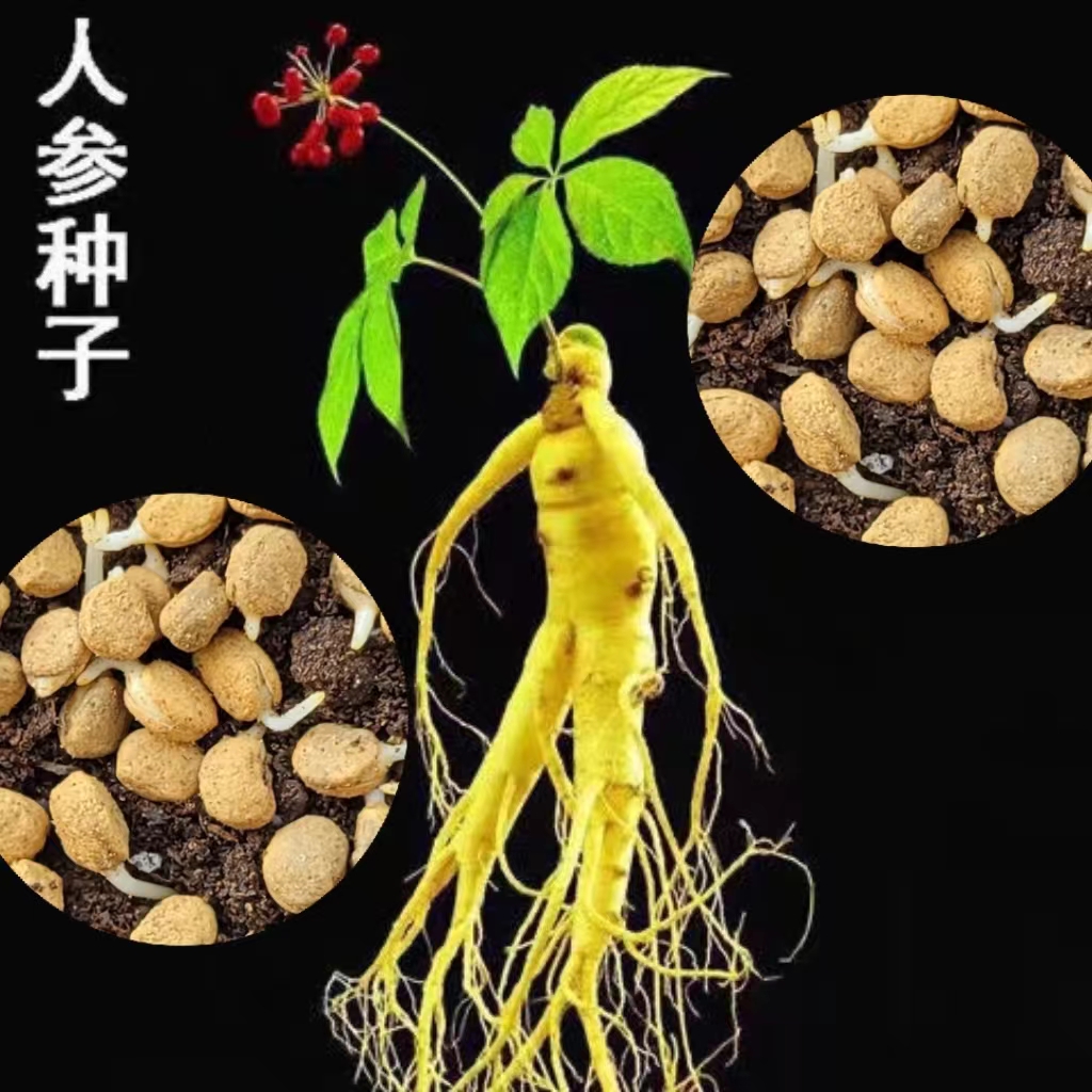 人参种子春秋长白山花旗参白参种四季阳台花卉植物