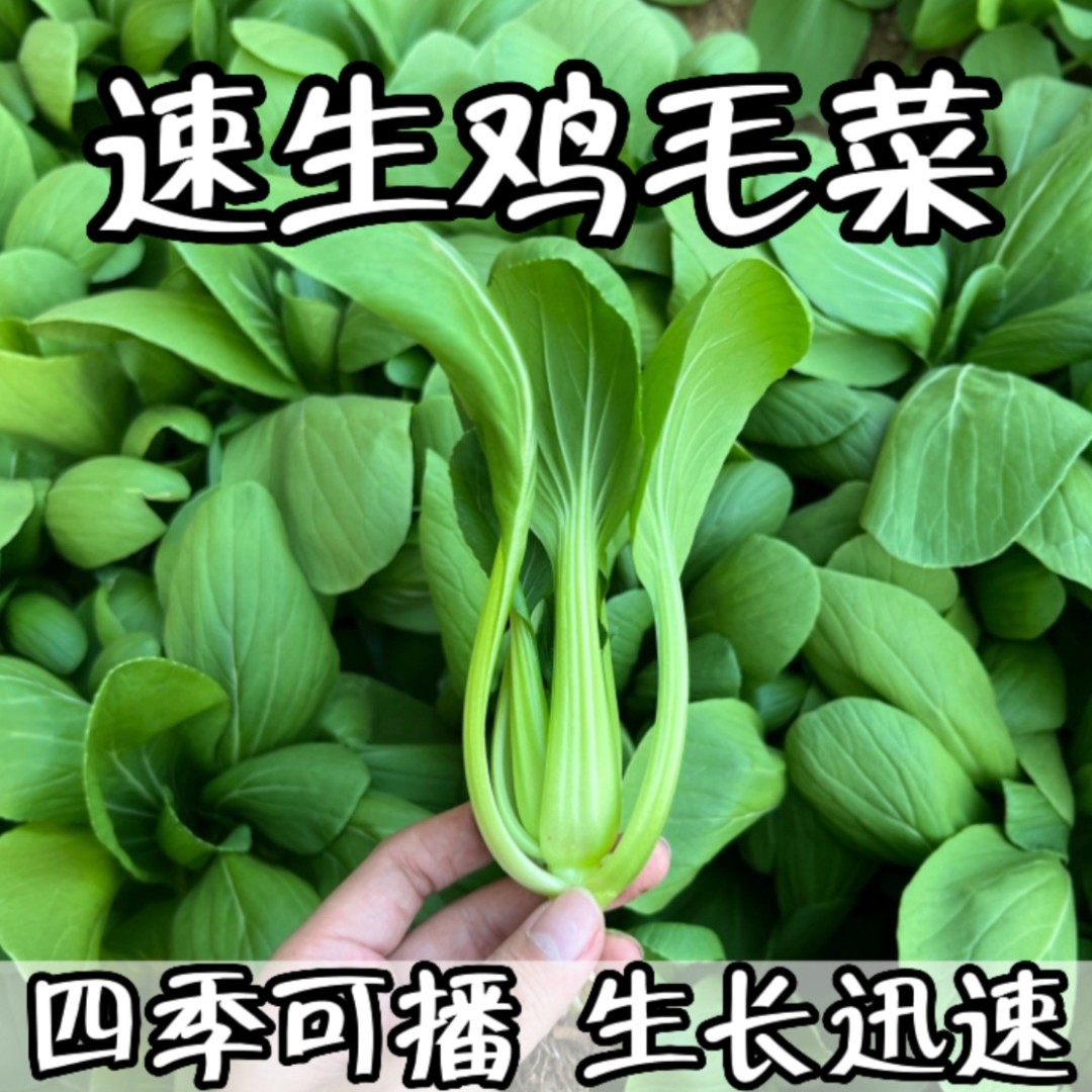 速生鸡毛菜四季小白菜青菜小油菜上海青菜籽