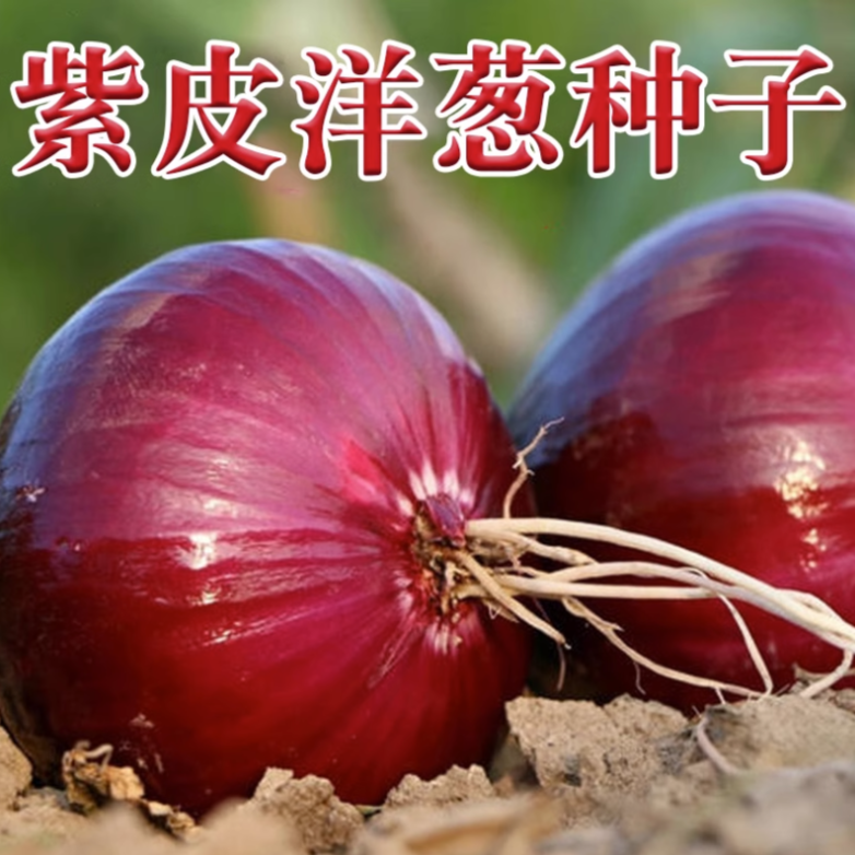 9.99元3包紫皮洋葱种子红皮甜阳台家庭蔬菜种子种植葱头耐寒耐热