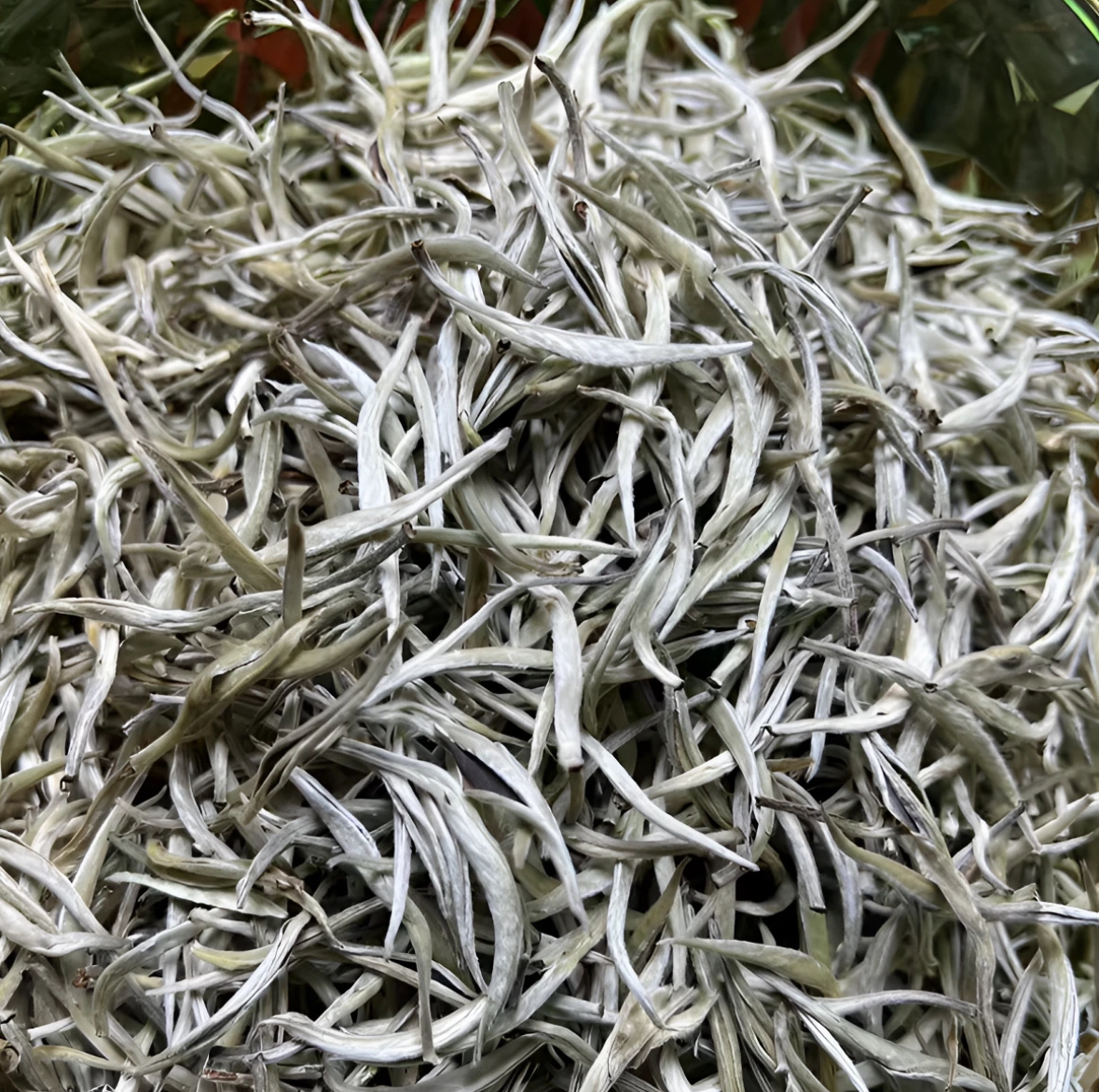 云南白茶临沧白毫 散茶2025年春